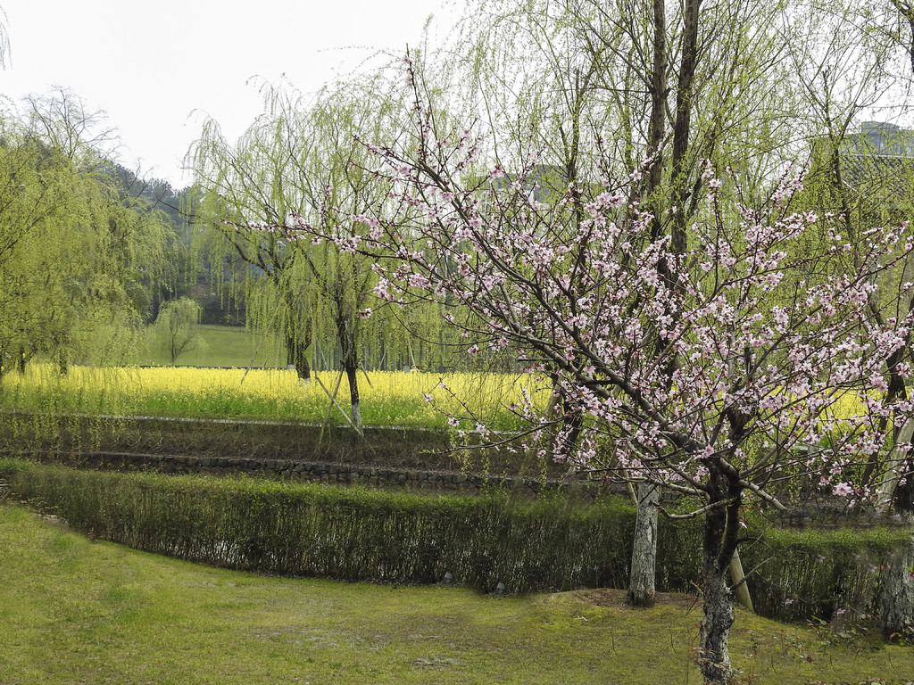 春天柳枝桃花油菜花攝影圖