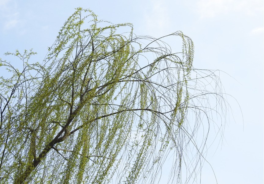 微风下的柳树摄影图