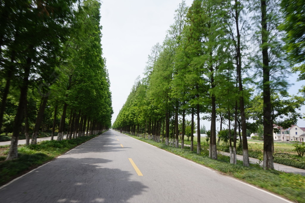 馬路邊街道樹鄉村公路