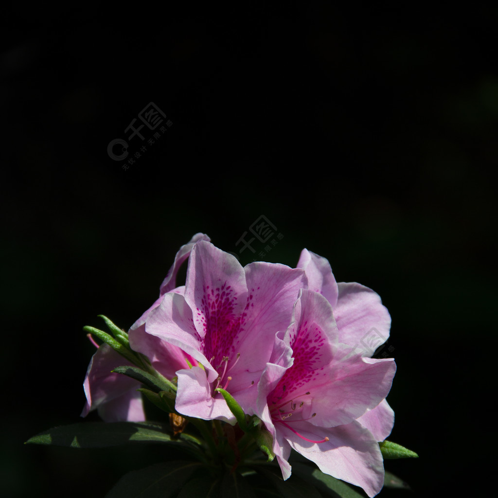 象征黑暗的花(寓意着黑暗的花)