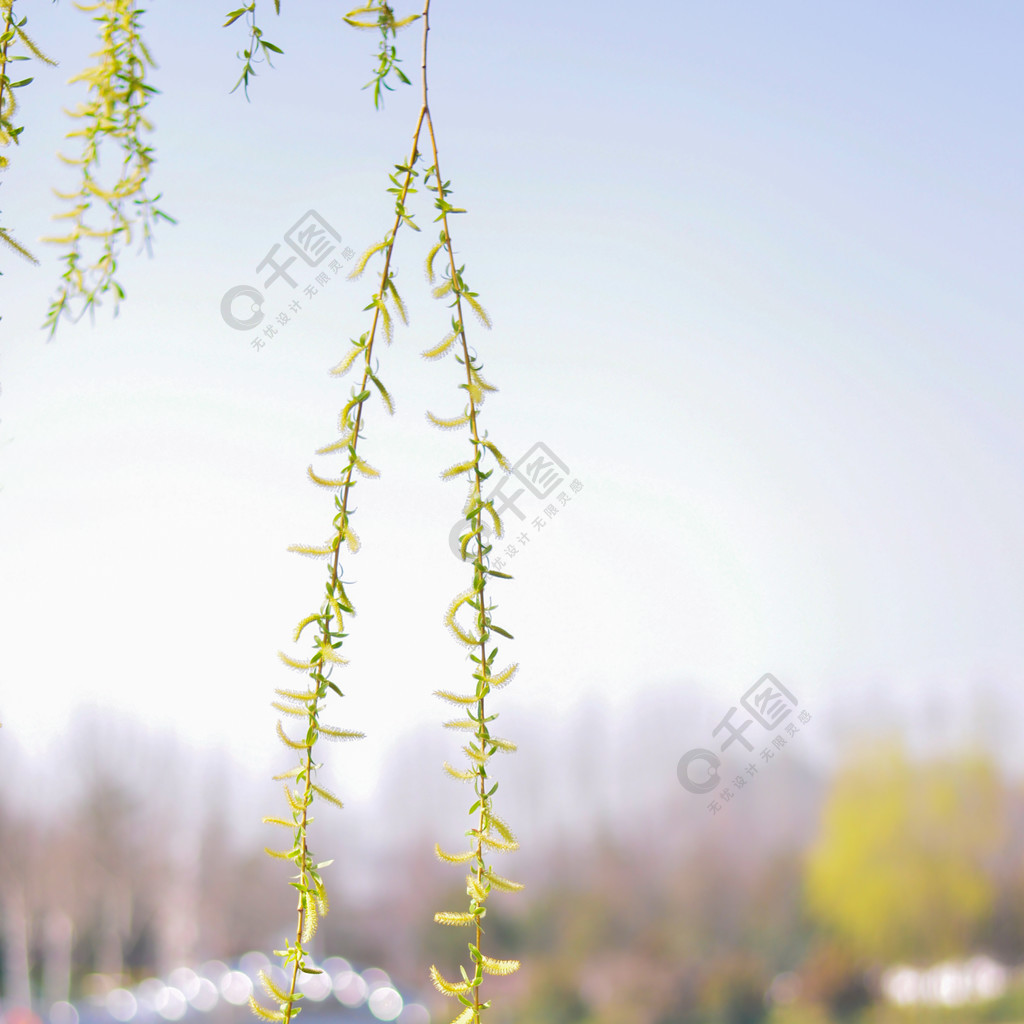 花草樹木春天春季垂柳柳樹