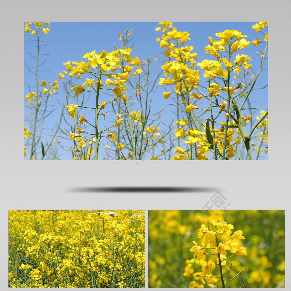 4k油菜花春天油菜地庄稼农作物花海