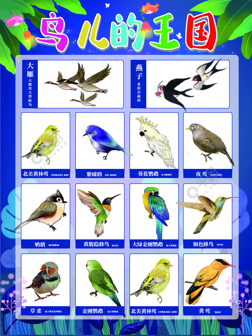 99种鸟的名称图片
