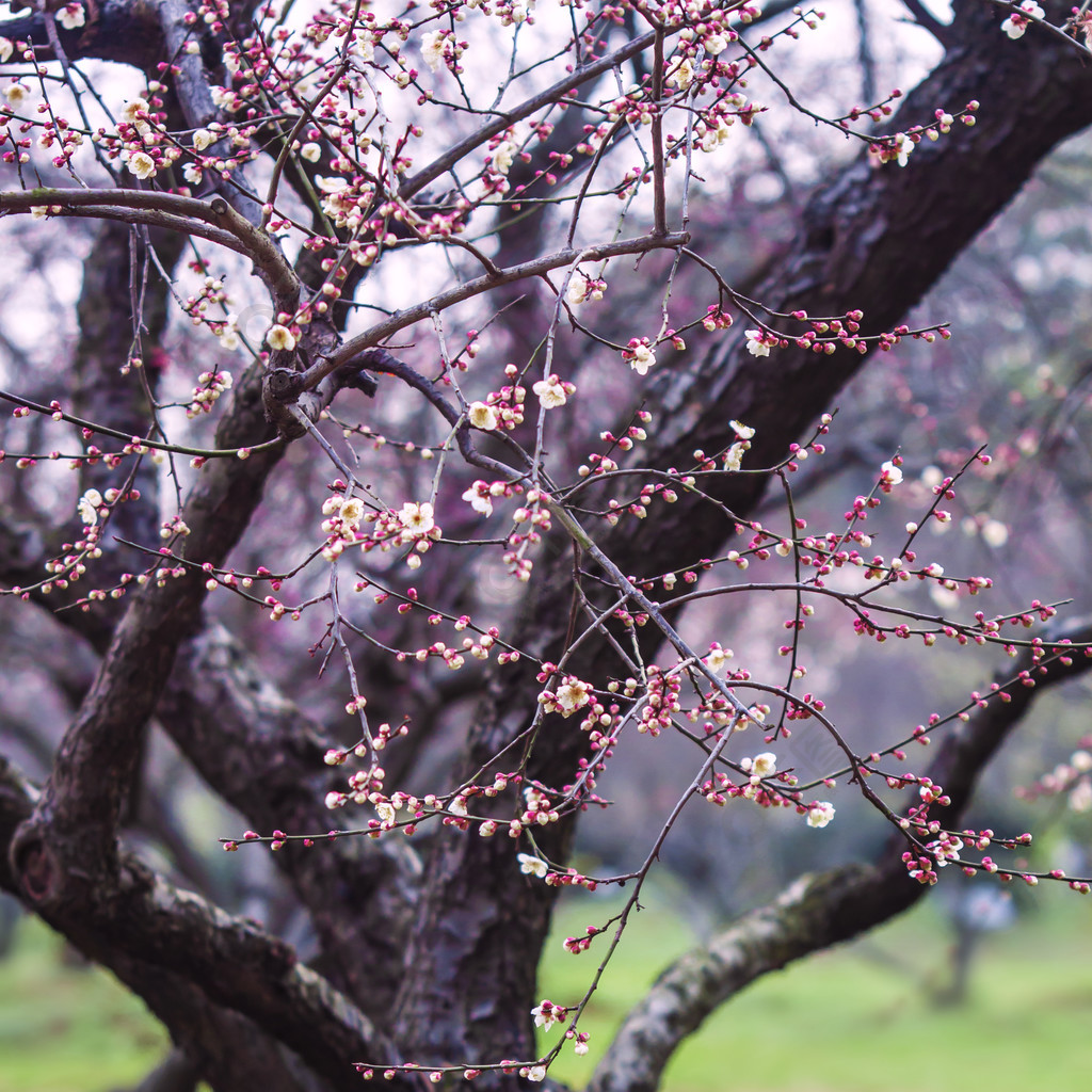 春天红色梅花树木