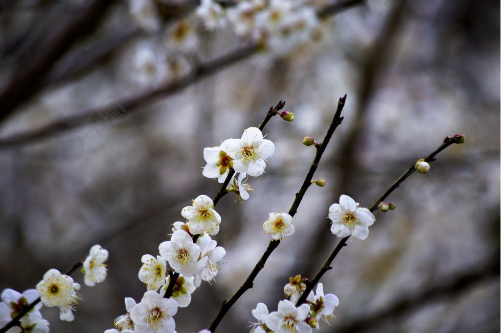 梅花樹樹枝上的梅花