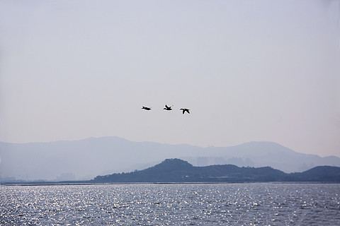 清晨三隻列隊飛翔在遼闊海洋上的候鳥海鳥