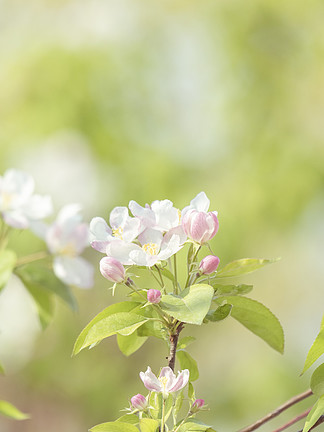 春天春季花草樹木盛開的花朵