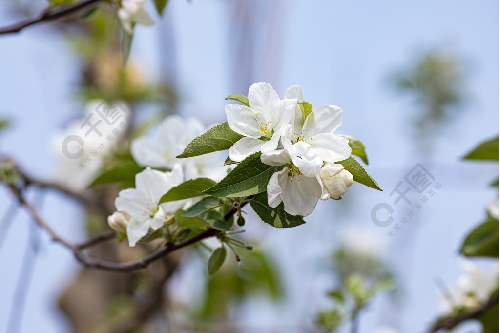 高清圖庫蘋果花