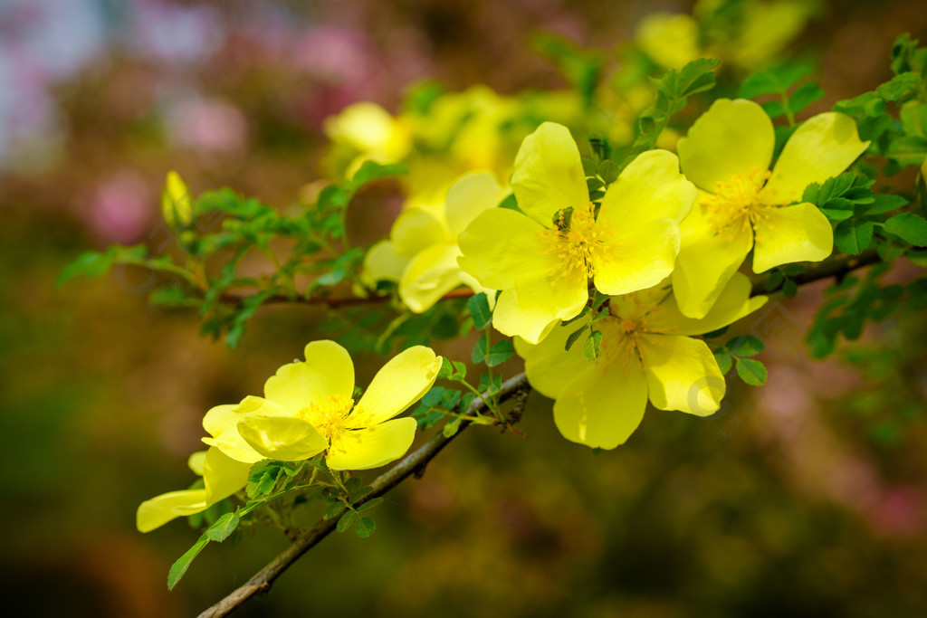 一枝黃色的花和綠葉春天春遊開花