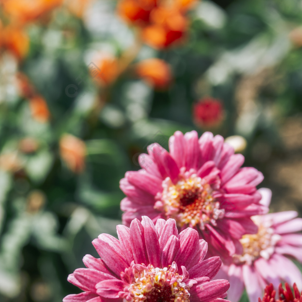 玫紅色小菊觀賞花