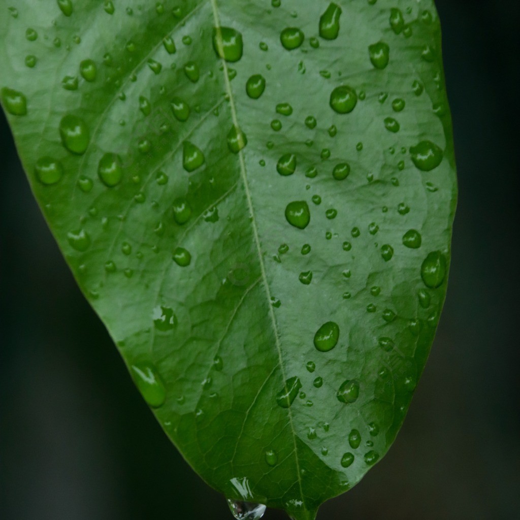 树叶沾满雨滴雨珠雨水24节气唯美海报背景