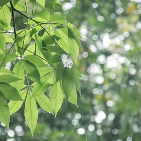 細雨線下雨綠色清新海報留白傷感配美文背景