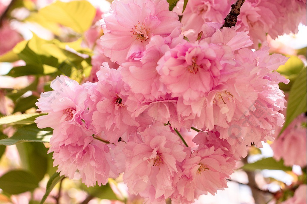 春天樱花樱花树樱花枝重瓣樱花花朵盛开绽放