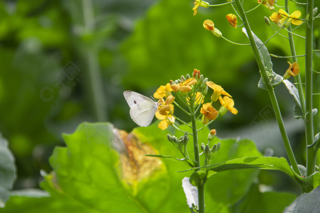 菜园里一只白色蝴蝶在油菜花上采蜜