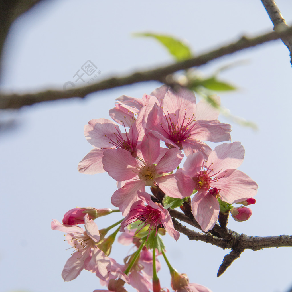 春天花園藍天下桃花朵朵盛開