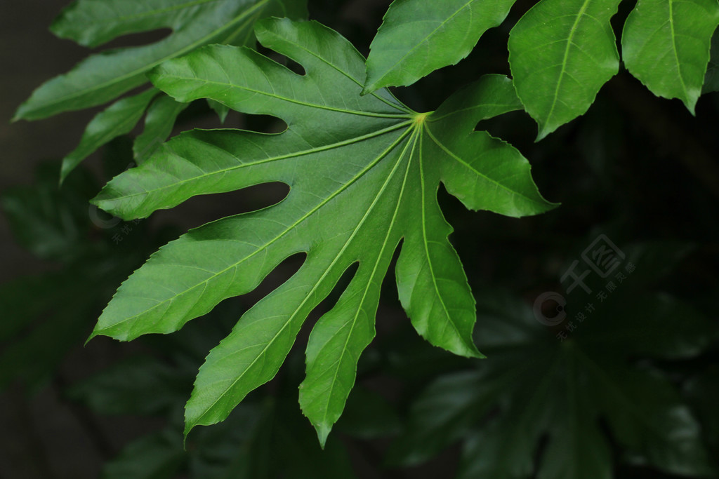 大綠色葉片 公園綠化帶植物