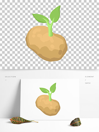 土豆发芽插画图片