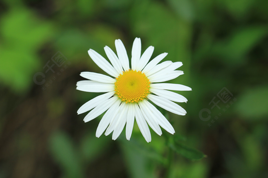 滨菊 白色小花 野花 特写 高清素材动物植物免费下载