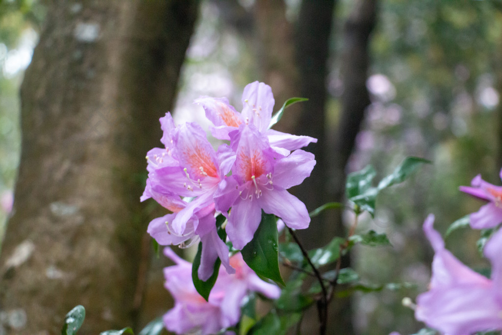 鹿角杜鵑花植物素材