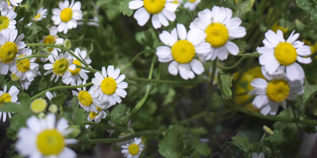 白色植物鮮花菊花除蟲菊小雛菊