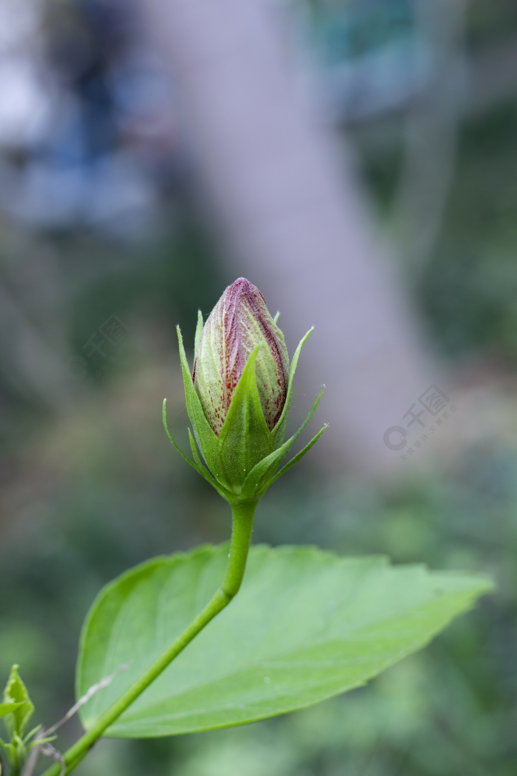 夏季花卉花苞高清摄影特写手机壁纸背景图