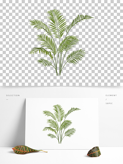 散尾葵植物科学画图片