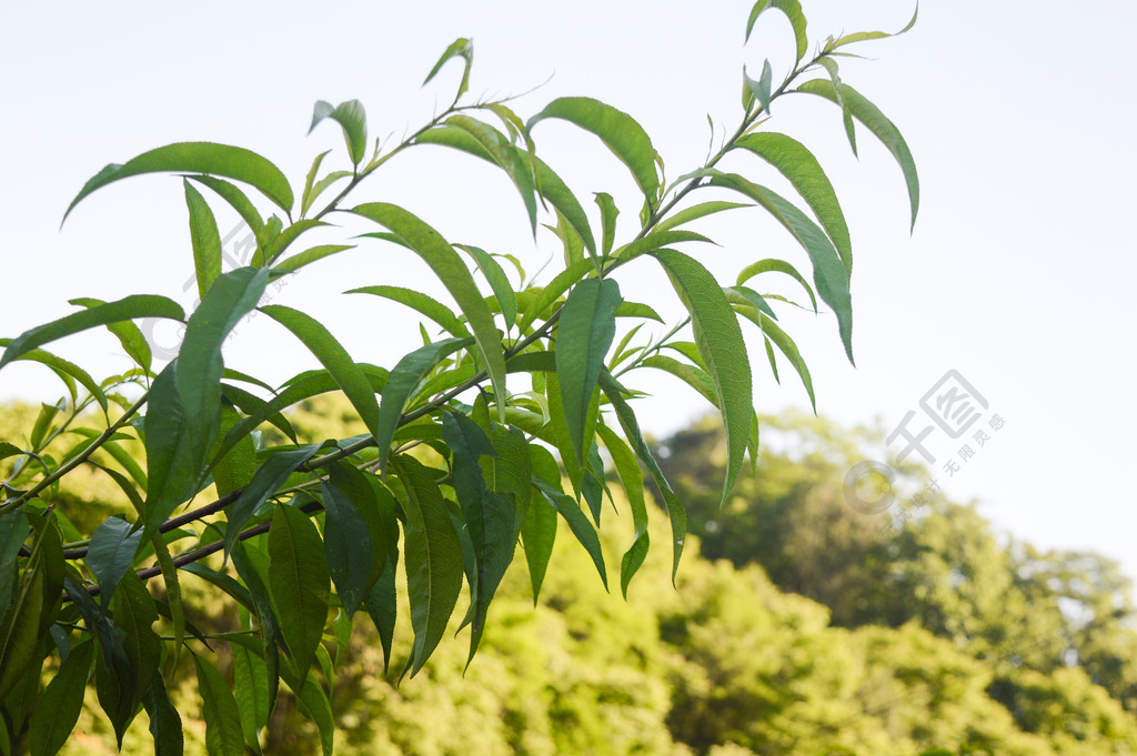 夏季夏天綠色桃樹枝桃子枝葉樹葉子