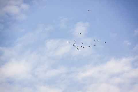 蓝天白云自由飞翔在淡蓝天空的群鸟鸟群