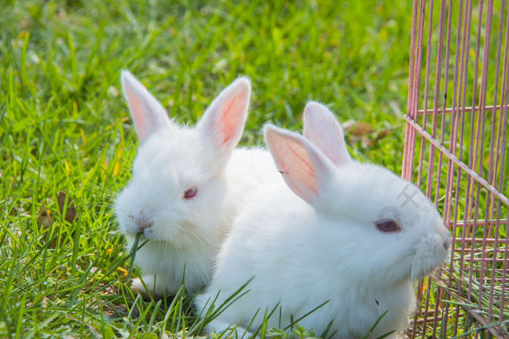 萌寵動物小白兔攝影圖