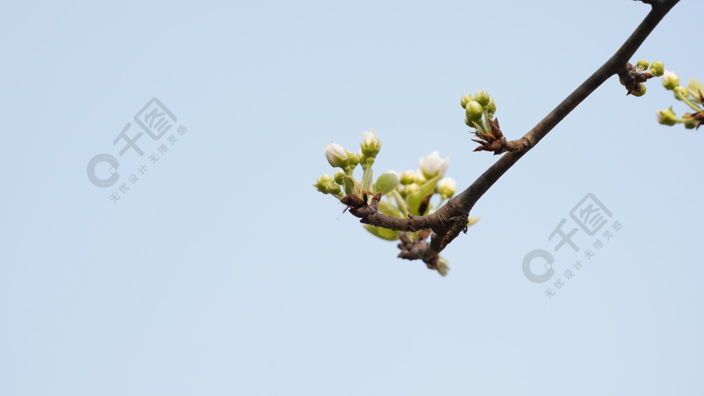 春天春季花草樹木梨樹花開一支梨花