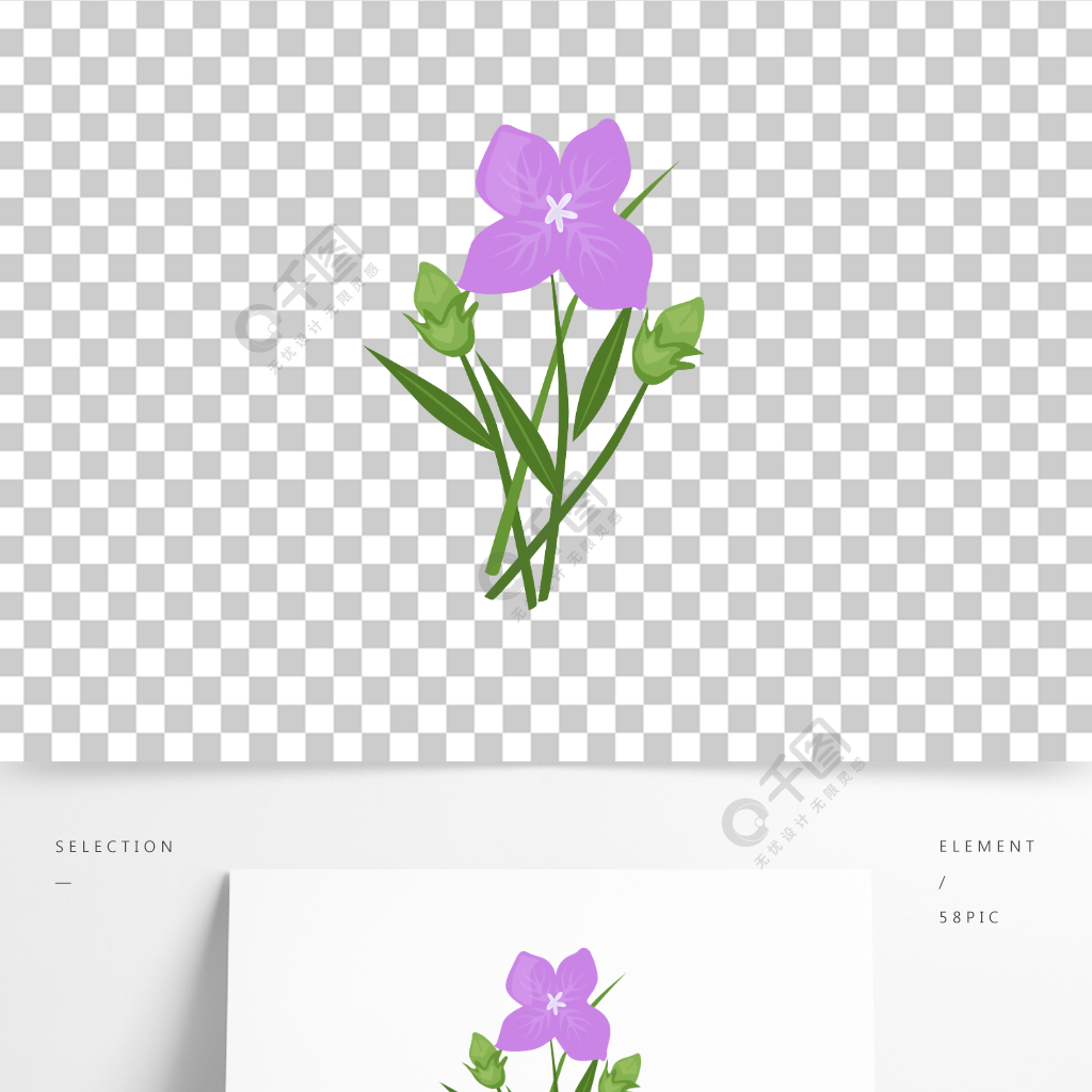 卡通手繪花朵桔梗花期花苞開花