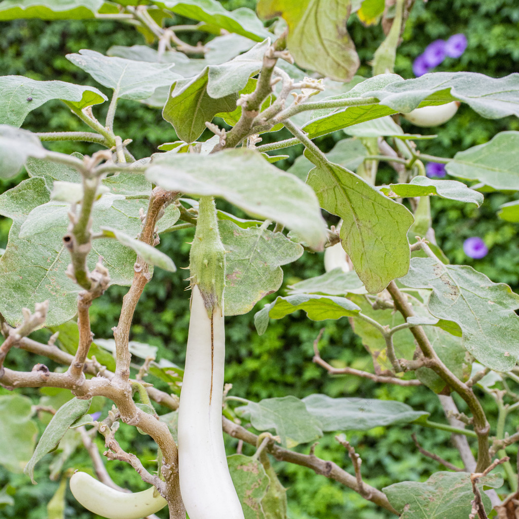 掛在樹上的白色茄子