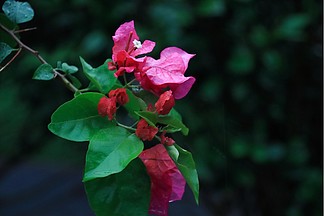 被雨水打溼的 i>葉 /i>子 i>花 /i>玫紅色 i>花 /i>朵 i>樹 /i> i>葉 