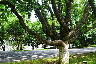 夏天公園綠色植物 i>樹 /i>木大 i>樹 /i> i>樹 /i>杈 i>樹 /i> i>根 