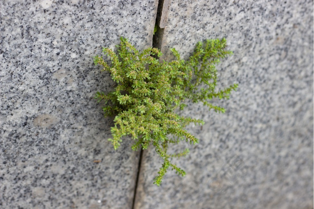 生长在石头缝的顽强植物小草高清壁纸摄影图