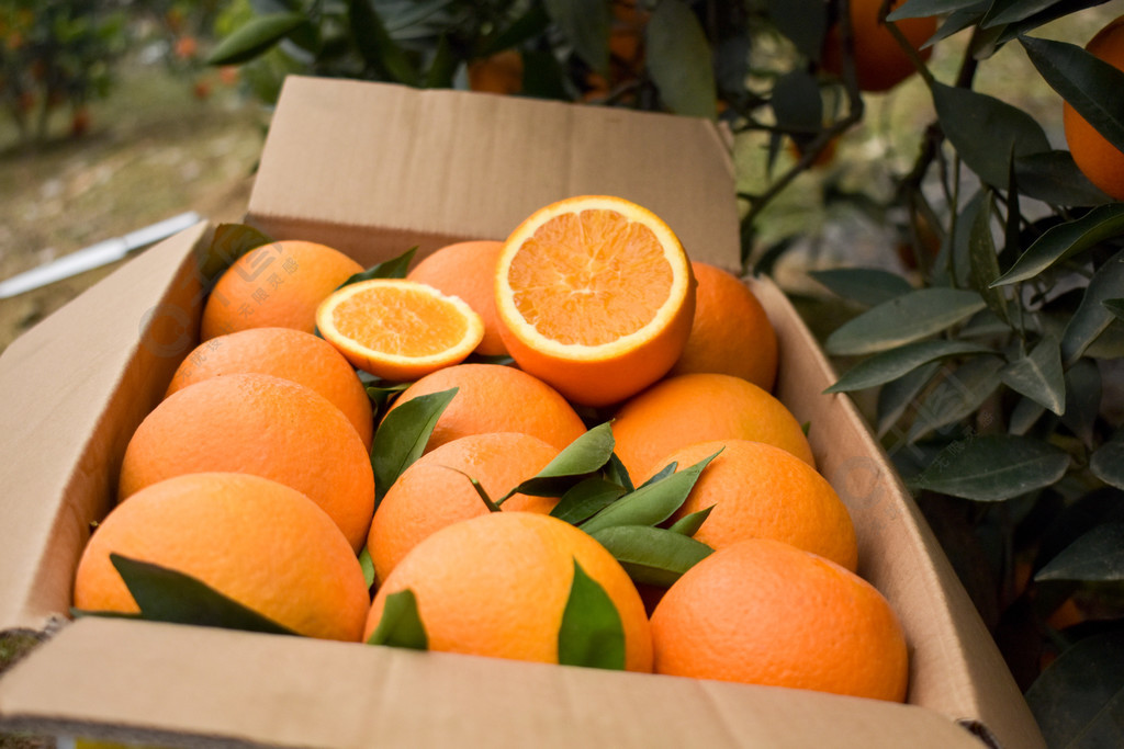 奉节脐橙装箱实拍果园高清图水果/蔬菜免费下载