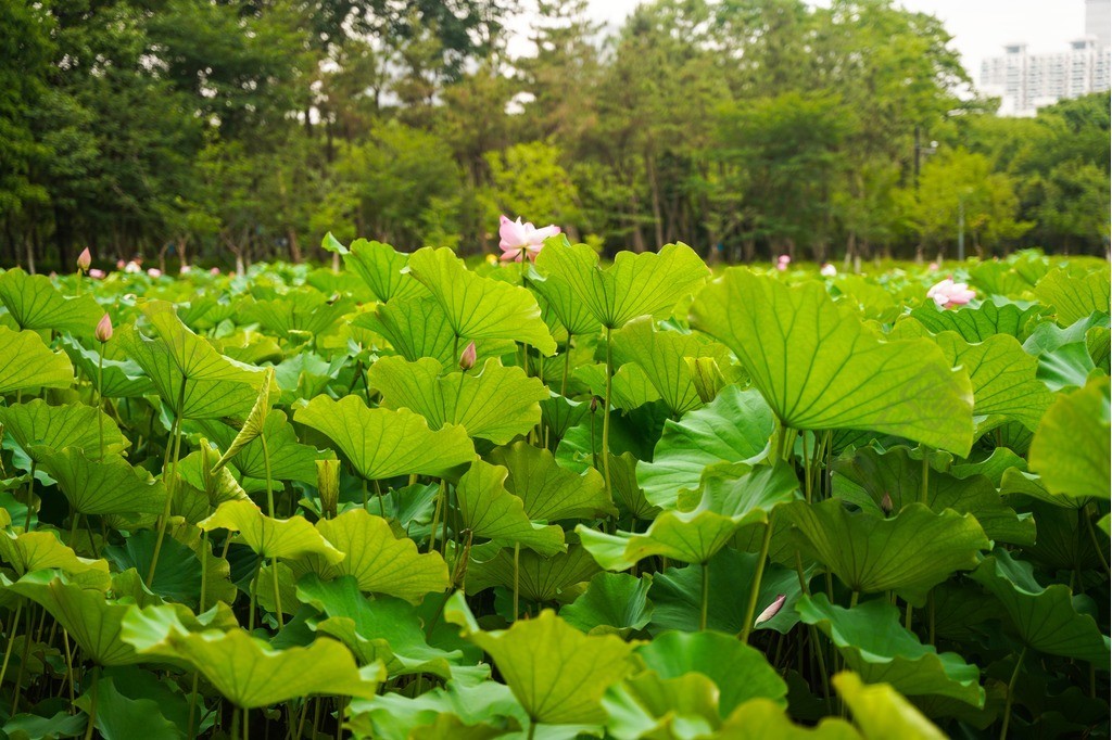 碧綠荷花池美景圖