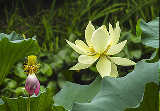 夏季 荷花高清摄影图