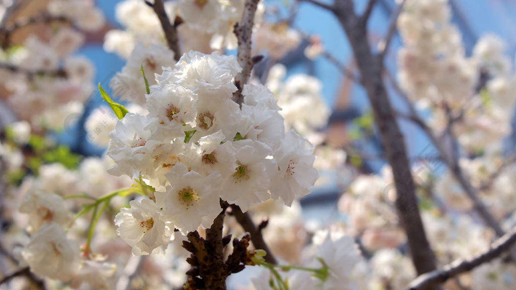 白色樱花普贤象樱植物花朵花瓣特写拍摄