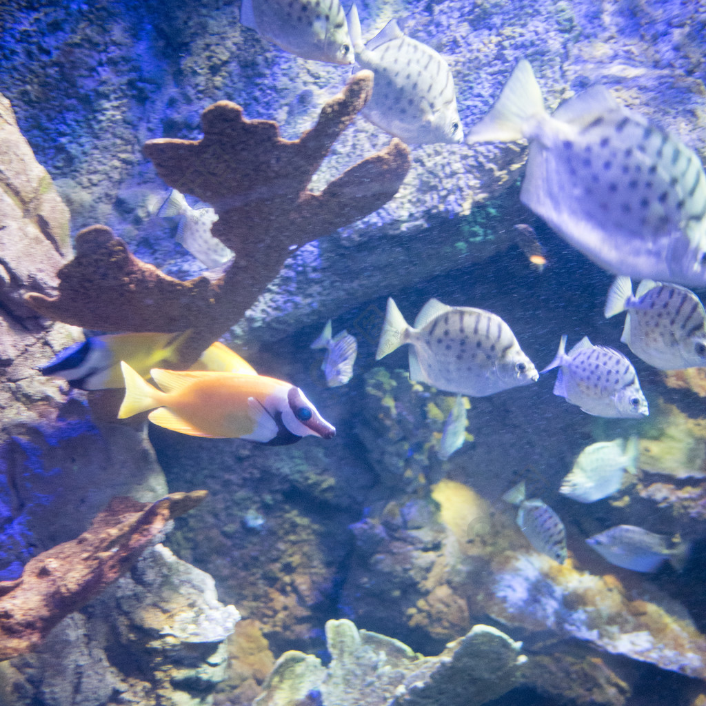 海洋生物觀賞魚熱帶魚蝴蝶魚