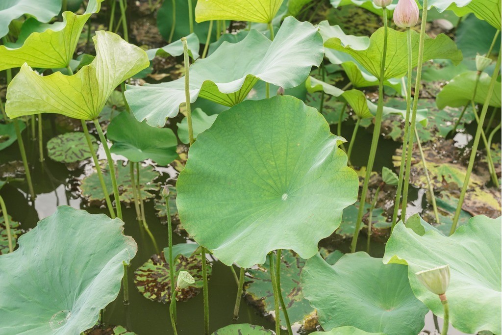 夏天的荷花荷葉圖片