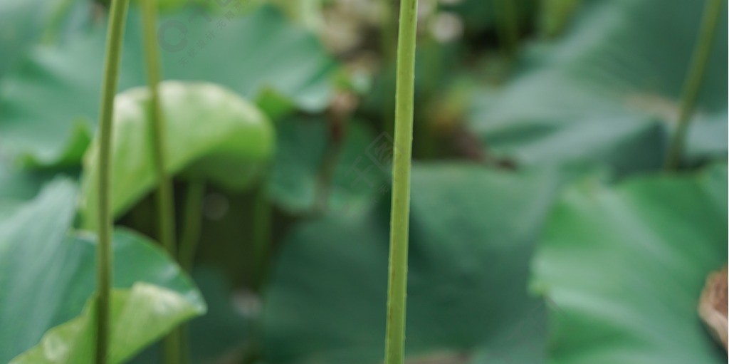 池塘裡的荷花蓮蓬荷葉圖片