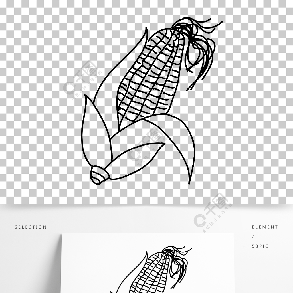 玉米结构图手绘图图片