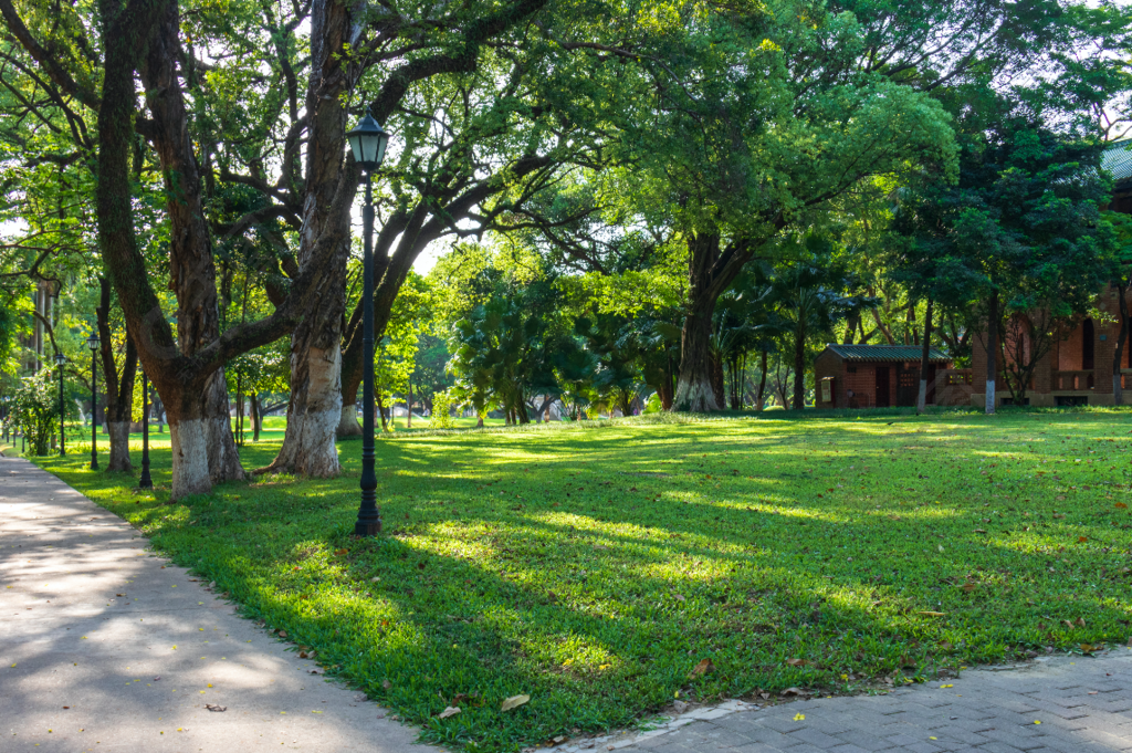 校园内的绿草地树木小路风景