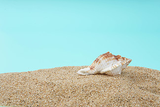 <i>海</i><i>螺</i>沙子沙滩夏季背景