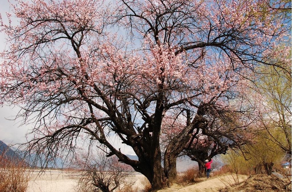 桃树照片风景图片