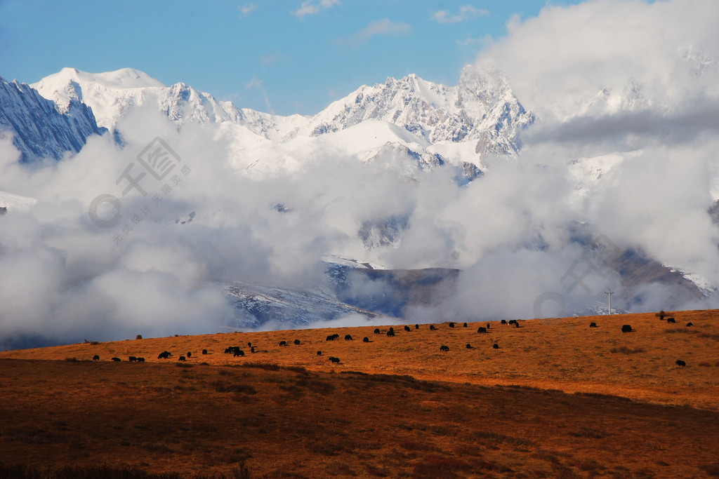 甘孜地区雪山下的大牧场