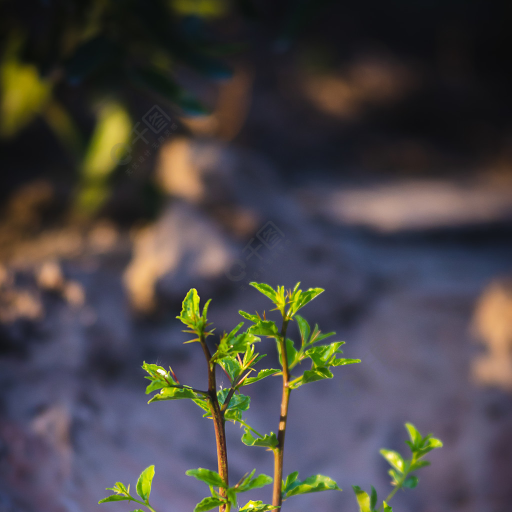 发芽枣树苗绿叶植物