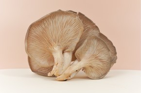 菌菇蘑菇食材摄影