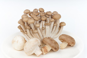 菌菇蘑菇食材摄影